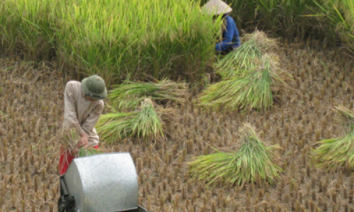 Văn Lãng khẩn trương thu hoạch lúa xuân