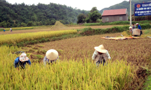 Bình Gia náo nức mùa gặt