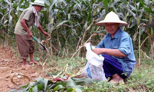 Tân Văn: Chọn hướng đi cho cây ngô lai