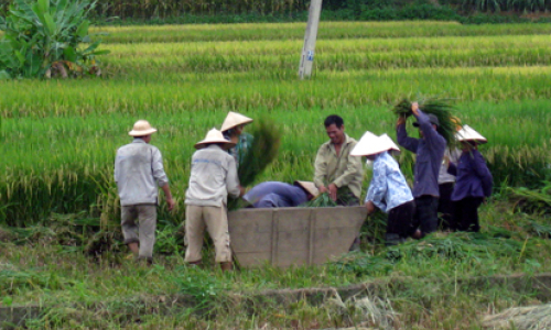 Cao Lộc hối hả mùa thu hoạch