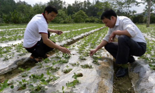 Sản xuất tập trung: Cần liên kết bền chặt giữa nông dân với doanh nghiệp cung ứng