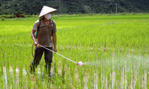 Hữu Lũng tích cực chăm sóc lúa mùa