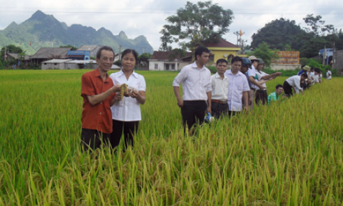 Đưa tập đoàn giống lúa chất lượng cao vào sản xuất: Cần sự vào cuộc đồng bộ