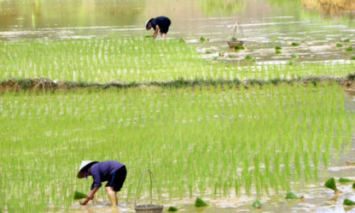 Sản xuất lương thực: Hiệu quả từ chuyển dịch đồng bộ