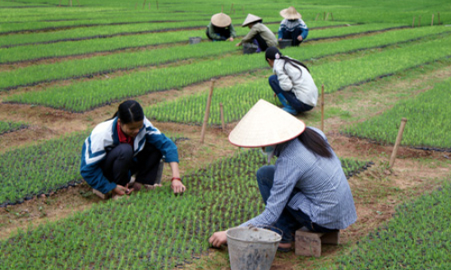 Thực hiện chính sách hỗ trợ trồng cây lâm nghiệp: Động lực thúc đẩy kinh tế rừng ở Đình Lập