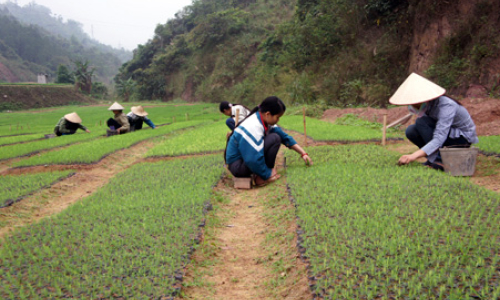 Kiên Mộc đẩy mạnh phát triển trồng rừng