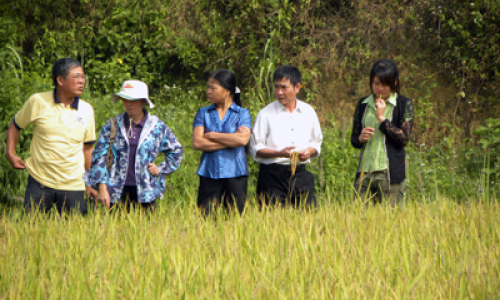 Giống lúa Hoa ưu 109: Thêm lựa chọn giống cho ruộng hạn