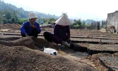 Sắp xếp, đổi mới các nông, lâm trường Quốc doanh: Nâng cao hiệu quả quản lý, sử dụng đất rừng