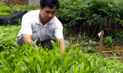 Sắp xếp, đổi mới các nông, lâm trường quốc doanh: Nâng cao hiệu quả quản lý, sử dụng đất rừng