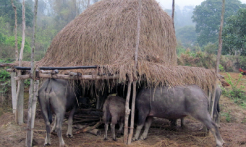 Phòng chống rét cho trâu, bò: Kinh nghiệm của Lộc Bình