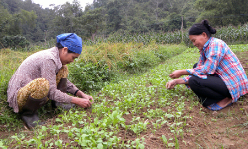 Văn Lãng: Hối hả sản xuất đông xuân