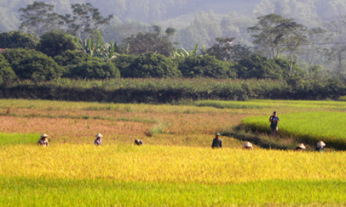 Hữu Lũng: Hối hả thu mùa, làm đông