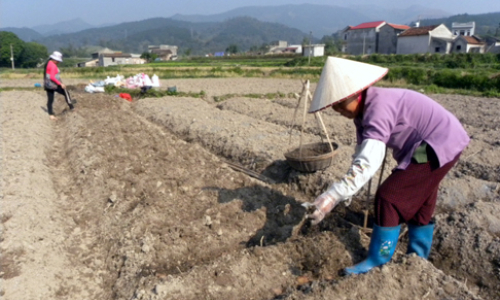 Chậm vụ đông: Bài học về tính linh hoạt trong sản xuất