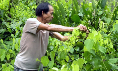 Xây dựng nông thôn mới: Hiện tượng Cao Lộc