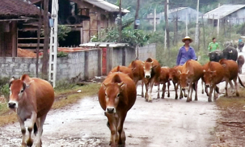 Dự án chăn nuôi bò sinh sản ở Bình Gia: Cơ hội giúp dân thoát nghèo hiệu quả