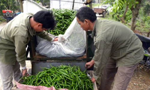 Đổi mới hình thức tổ chức sản xuất: Hiệu quả từ công tác đào tạo, bồi dưỡng