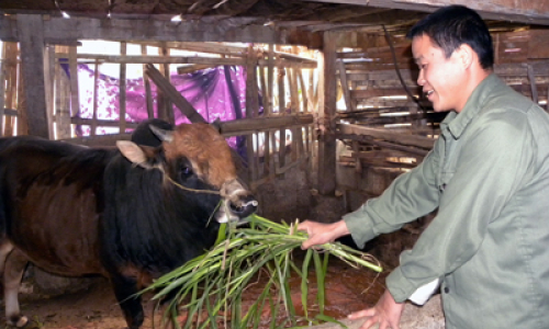 Chăn nuôi tập trung: Hiệu quả ở Quỳnh Sơn