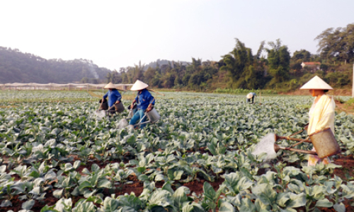 Liên minh Hợp tác xã tỉnh một năm vượt khó