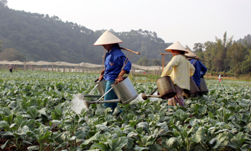 Vùng rau đặc sản sẵn sàng cho ngày Xuân