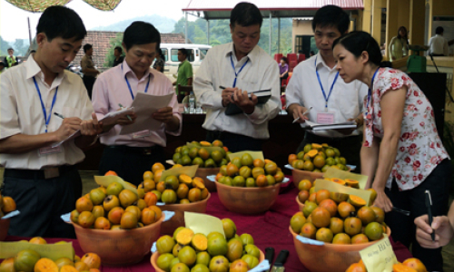 Sở KH&CN Lạng Sơn: Góp sức nâng tầm thương hiệu hồng Bảo Lâm