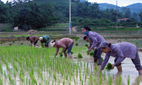 Chi Lăng: Hối hả vụ xuân