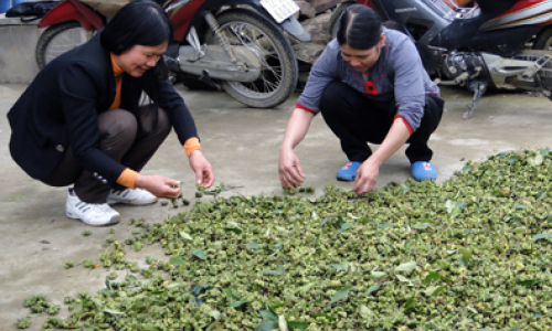 Hội Nông dân Văn Quan: Điểm tựa cho hội viên phát triển kinh tế