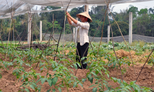 Xây dựng nông thôn mới: Chỉ đạo, thực hiện cụ thể, tránh bệnh thành tích