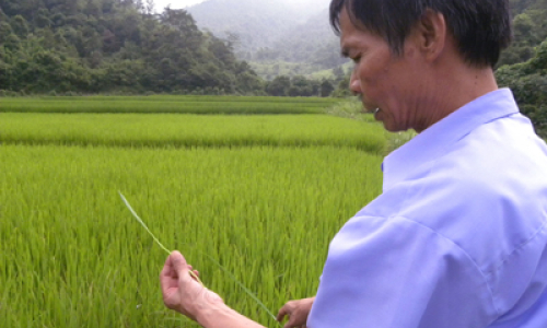 Đình Lập mất trắng 5ha lúa gieo thẳng: Cần sớm làm rõ nguyên nhân