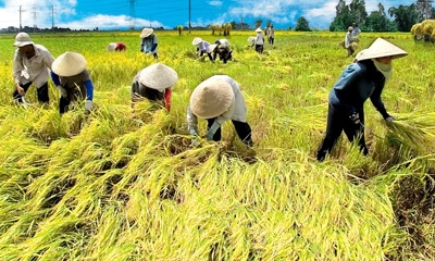 Sản xuất nông nghiệp hết đà