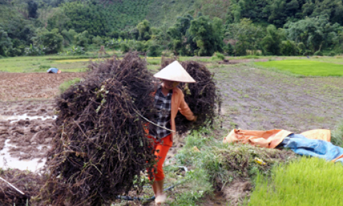 Thu hoạch thạch đen ở Tràng Định: Niềm vui được mùa, được giá