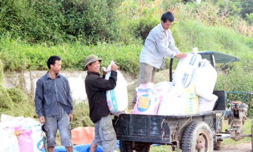 Lộc Bình được mùa lúa xuân