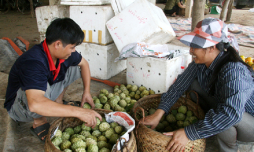 Trồng na trái vụ: Cần khoa học giúp sức