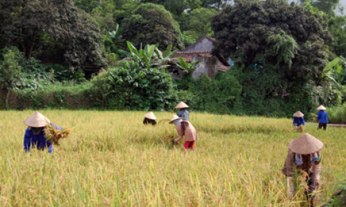 Vẹn mùa bội thu