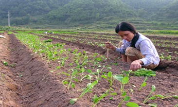 Cơ hội cho nông sản xứ Lạng xuất ngoại