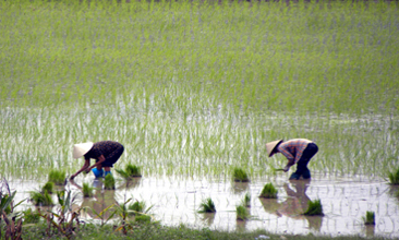 Bắc Sơn vào mùa sớm