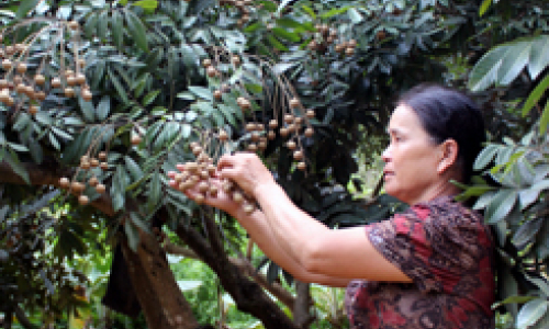 Làm giàu từ mô hình kinh tế tổng hợp