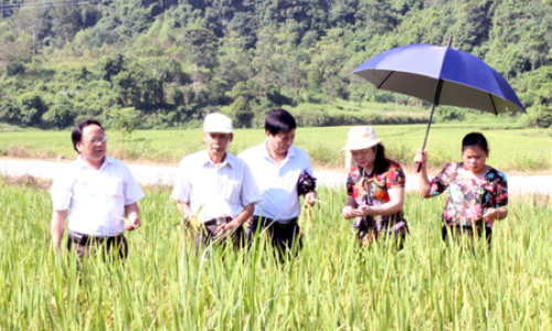 Kiểm tra mô hình lúa mùa sớm tại huyện Văn Lãng