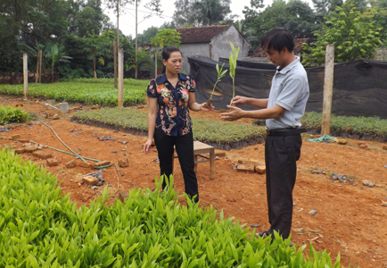 Hữu Lũng: Trồng rừng về đích trước thời hạn