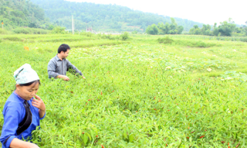 Nông nghiệp Chi Lăng ngày càng chuyển biến toàn diện, tích cực