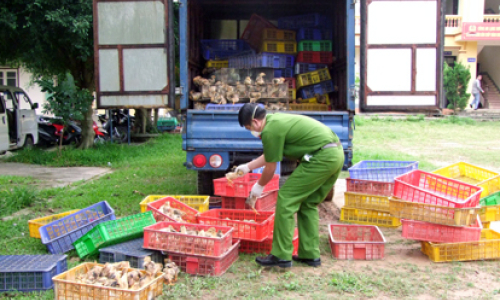 Công an Lạng Sơn đạt nhiều kết quả trong đợt cao điểm ngăn chặn gia cầm nhập lậu