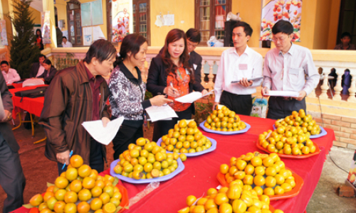 Hội thi hồng Bảo Lâm: Gìn giữ, thúc đẩy sản xuất sản phẩm hồng không hạt Bảo Lâm