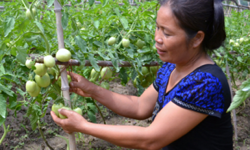 Làm giàu từ chuyển đổi cơ cấu cây trồng