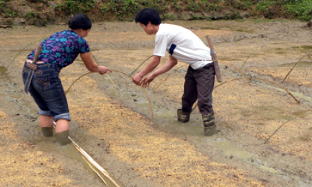 Tất bật chuẩn bị vụ đông xuân