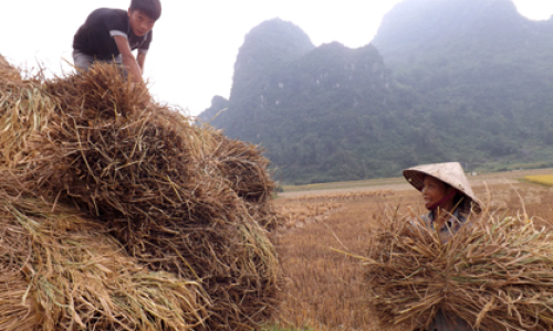 Mùa sớm ở Chi Lăng