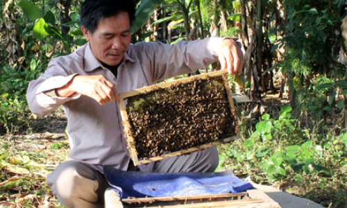 Ông Bắt làm giàu từ ong