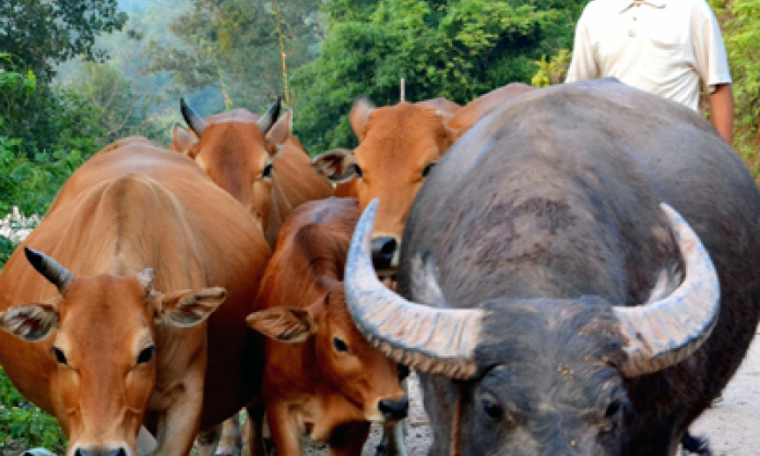 Anh Mao làm giàu nhờ chăn nuôi gia súc