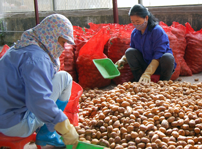 Thành phố Lạng Sơn: Sẵn sàng cho hội thi rau an toàn