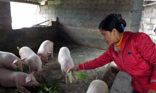 Văn Lãng: Chủ động phòng chống dịch bệnh cho gia súc, gia cầm