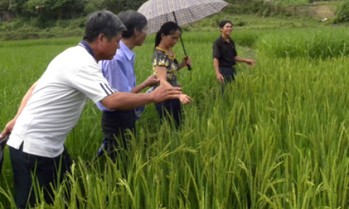 Cánh đồng mẫu lớn: Nông hộ nhỏ, cánh đồng lớn