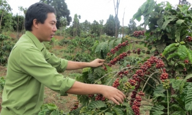 Giá nhân công tăng cao, người trồng cà-phê khó khăn chồng chất